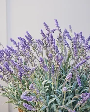 Artificial lavender flowers